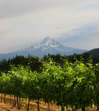 wyeast-vineyards-hood-river-valley-columbia-gorge-terrior.jpg