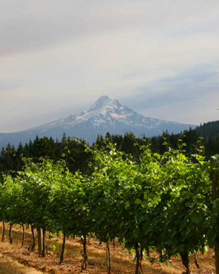 wyeast-vineyards-hood-river-valley-columbia-gorge-terrior.jpg